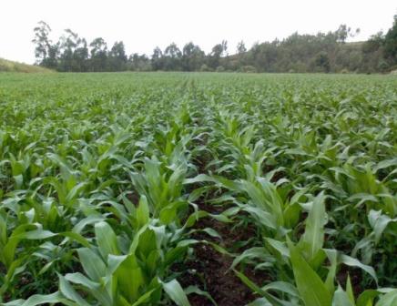 [Milho+3+Paulo+Matins.jpg]