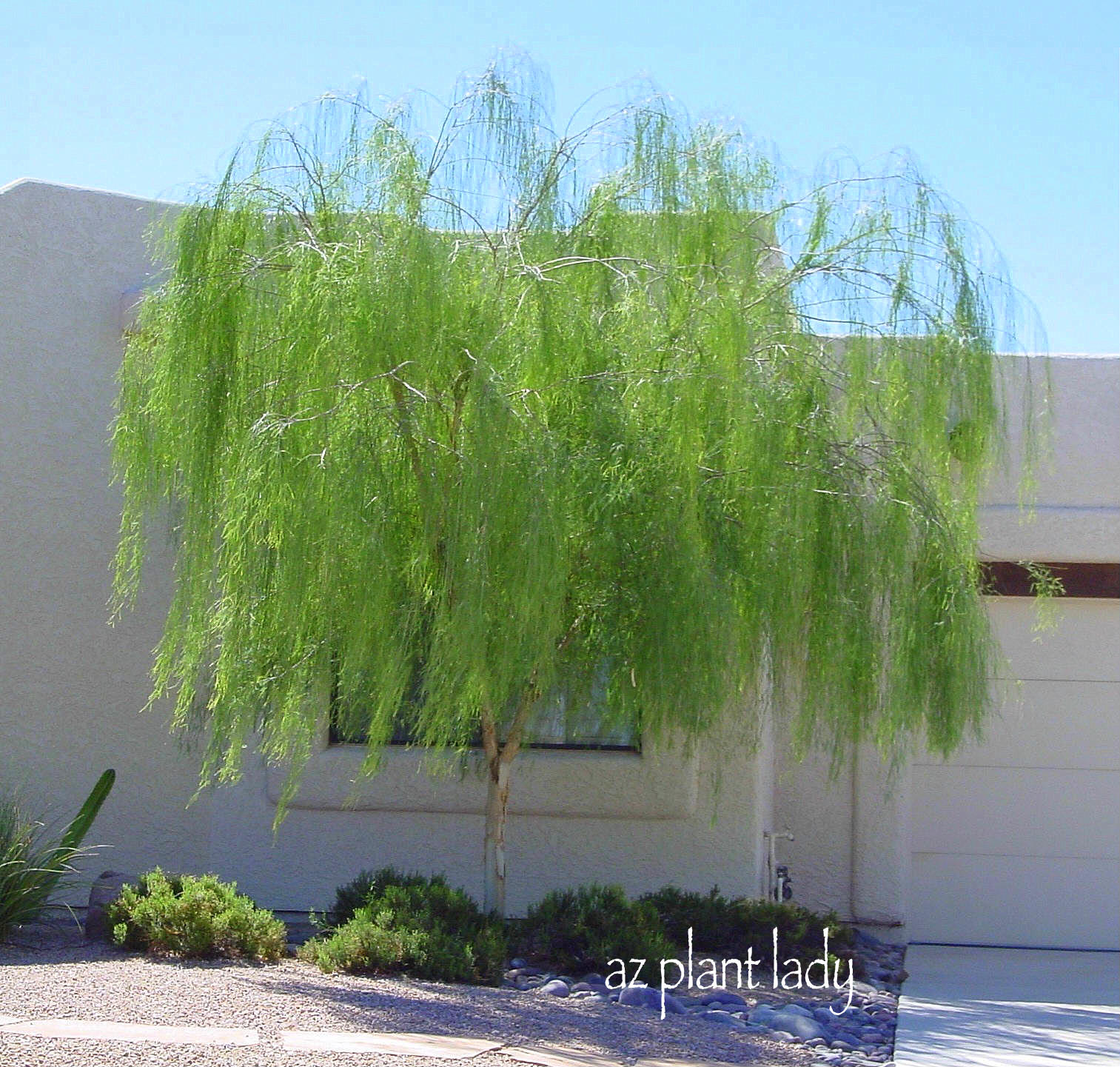 A Wonderful Dilemma Ramblings From Desert Garden A Fungal Disease That Infects The Roots So If You Know Of Cases Texas Root Rot In Your Neighborhood I Would Advise Growing Another Type Tree