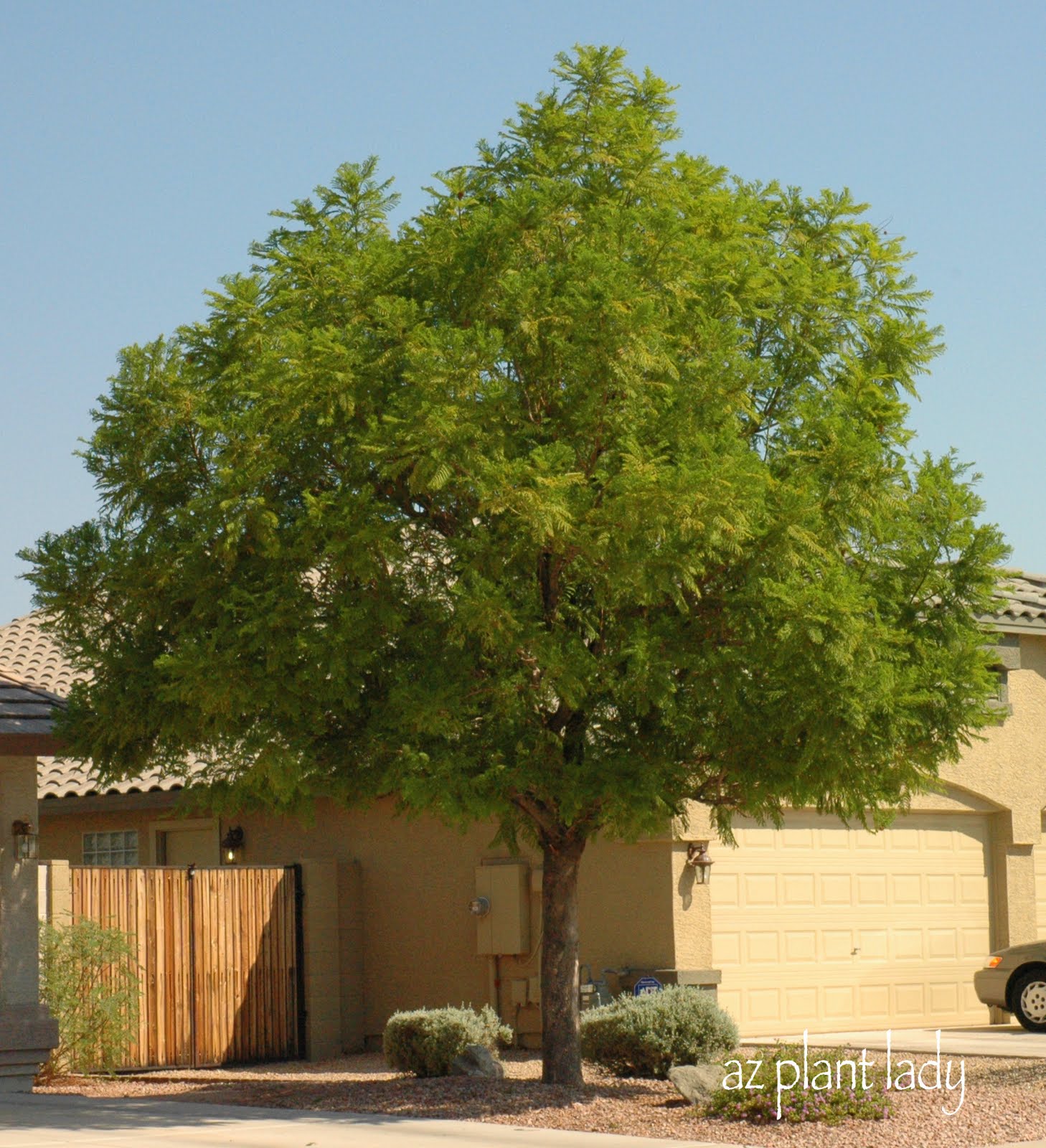 A Wonderful Dilemma Part 2 Ramblings From Desert Garden Jacaranda Mimosifilia Growing Up In Southern California