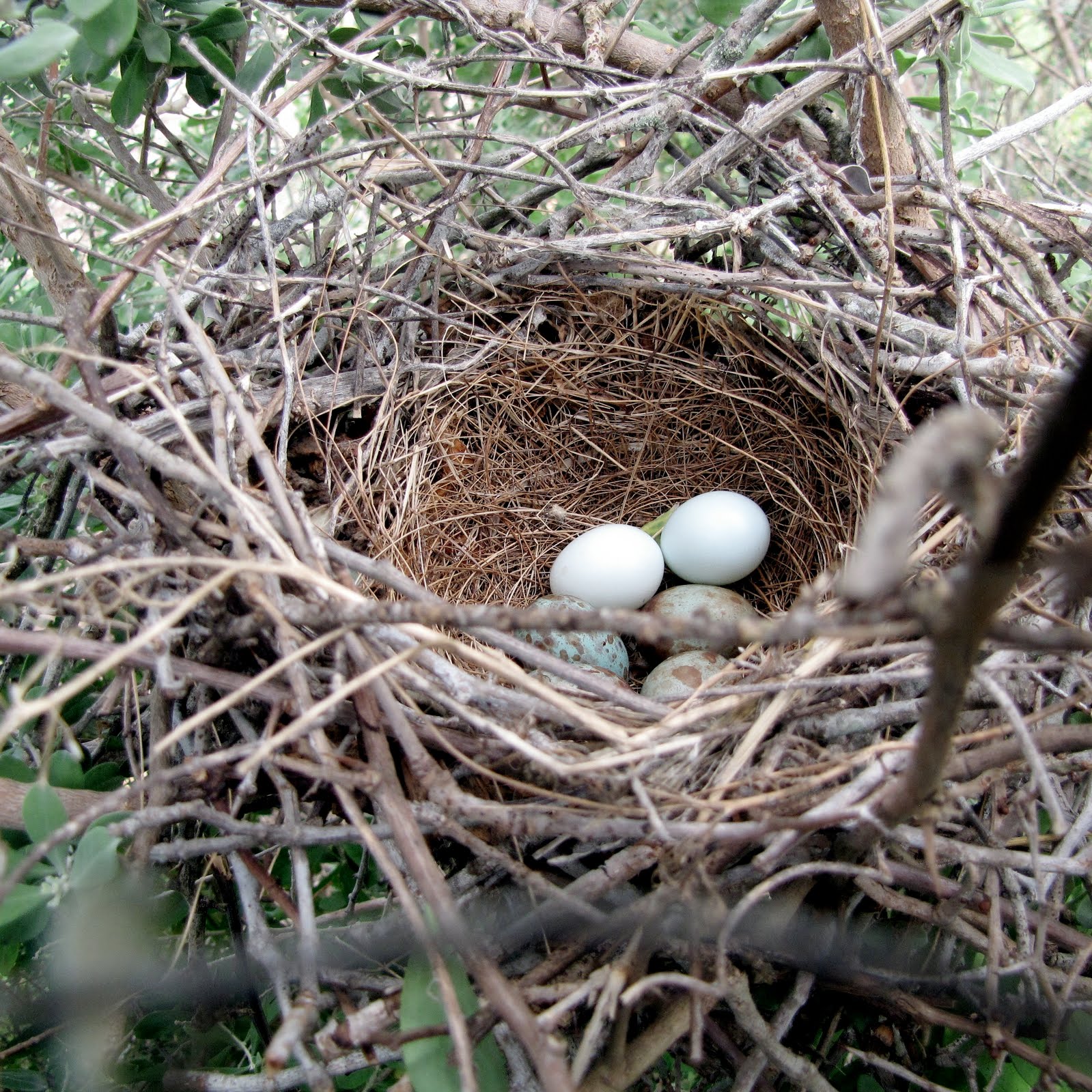 Arroyo Colorado Riverblog "for every Bird a Nest"