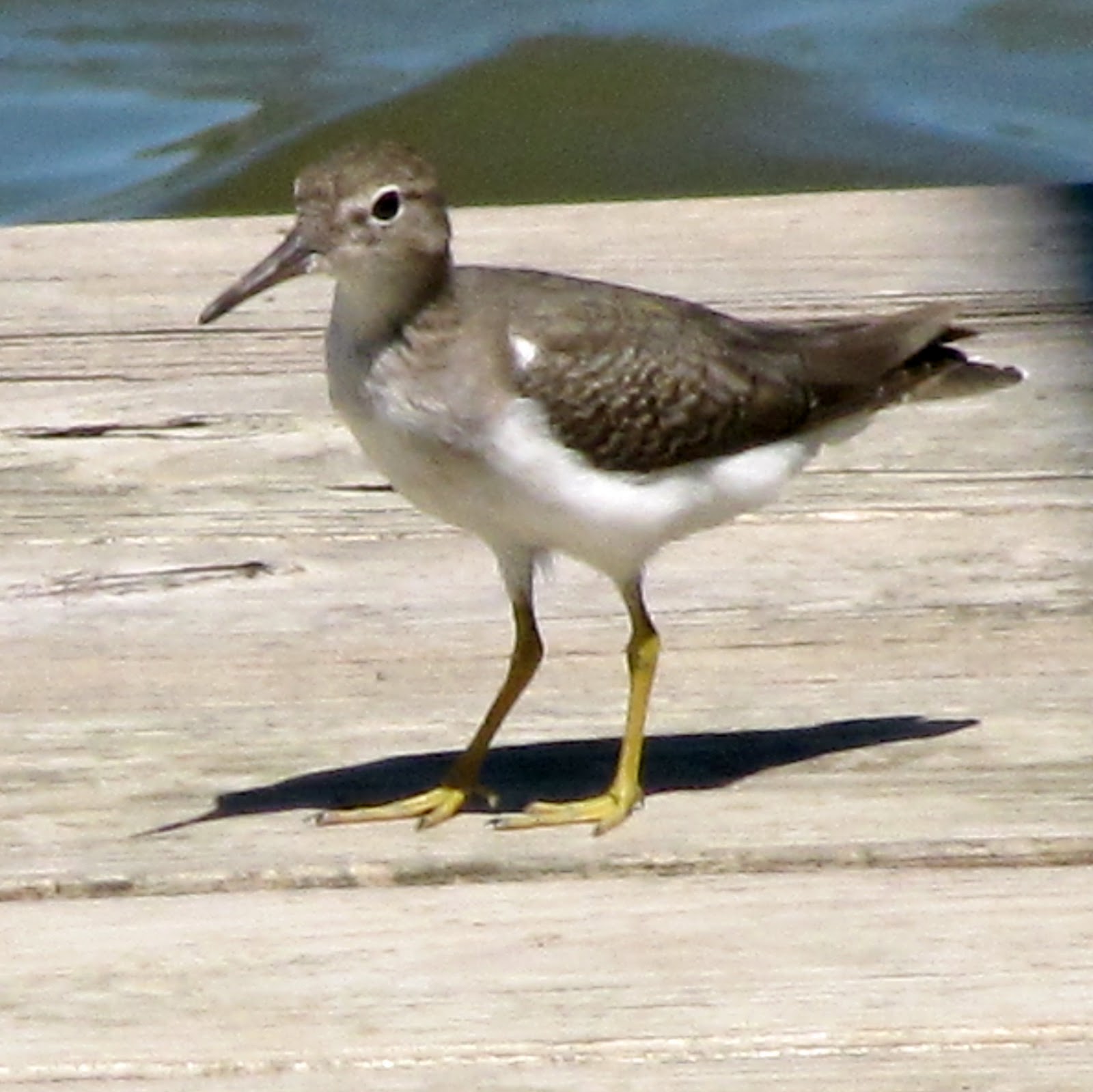 Familiar shore and water birds of arkansas