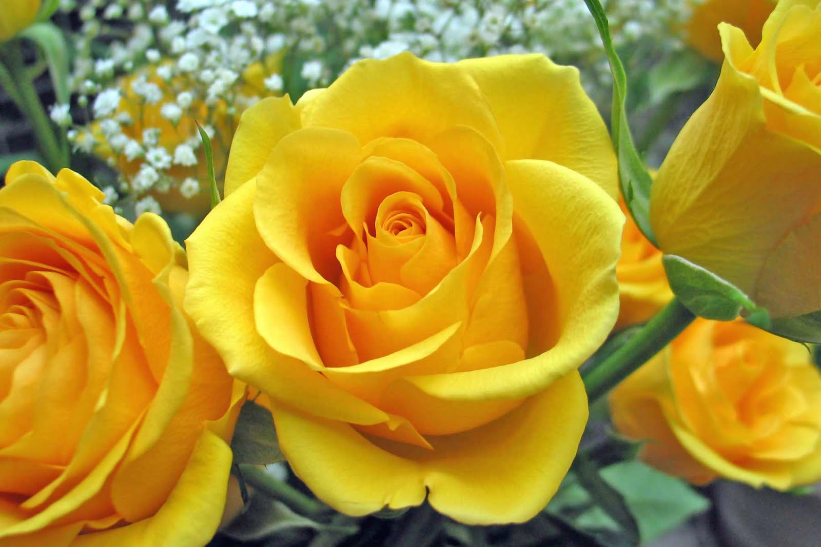 [yellow-rose.jpg]