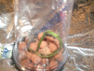 Aeroponic Sweet Potato Prototype: Day 3 - one plant comes back to life!