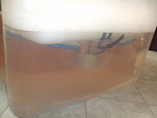 Aeroponic Sweet Potatoes