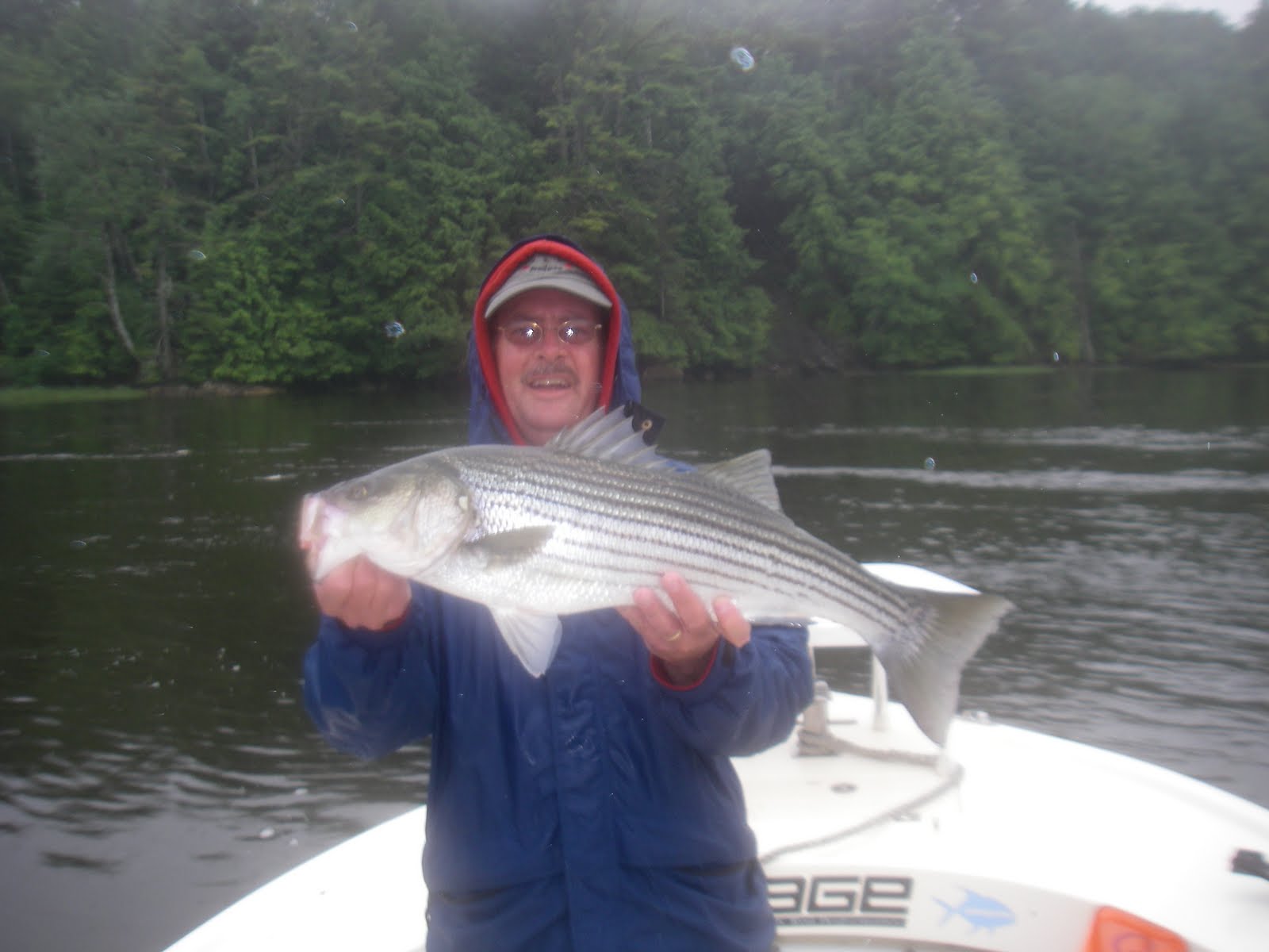 Maine Striper Fishing Charters & Reports Hotline 2076910745 Maine