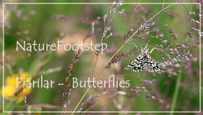 NatureFootsteps Fjärilar / Butterflies