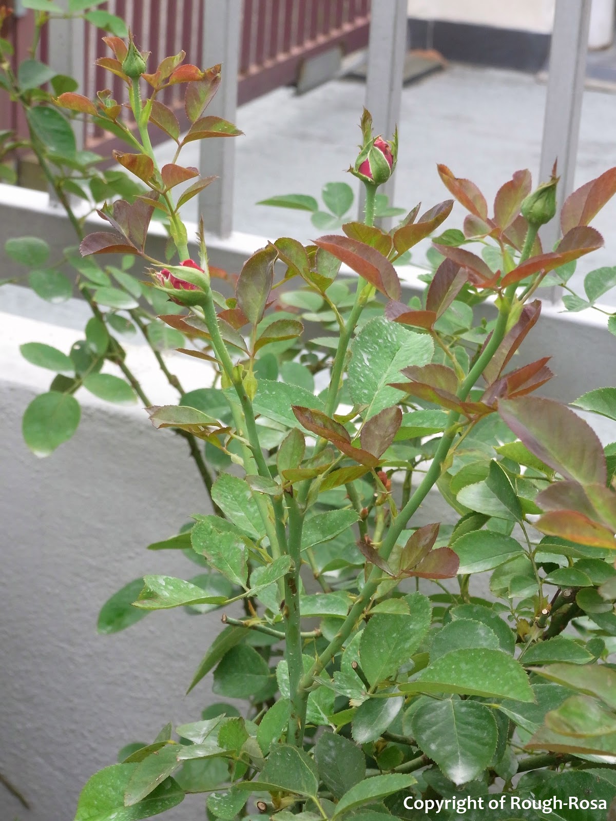 Rosa Sifu Si Pencinta Bunga Mawar Why leaves on my rose turn yellow and fall off few weeks