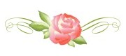 Rosa Sifu Si Pencinta Bunga  Mawar Ku tanam pokok bunga  