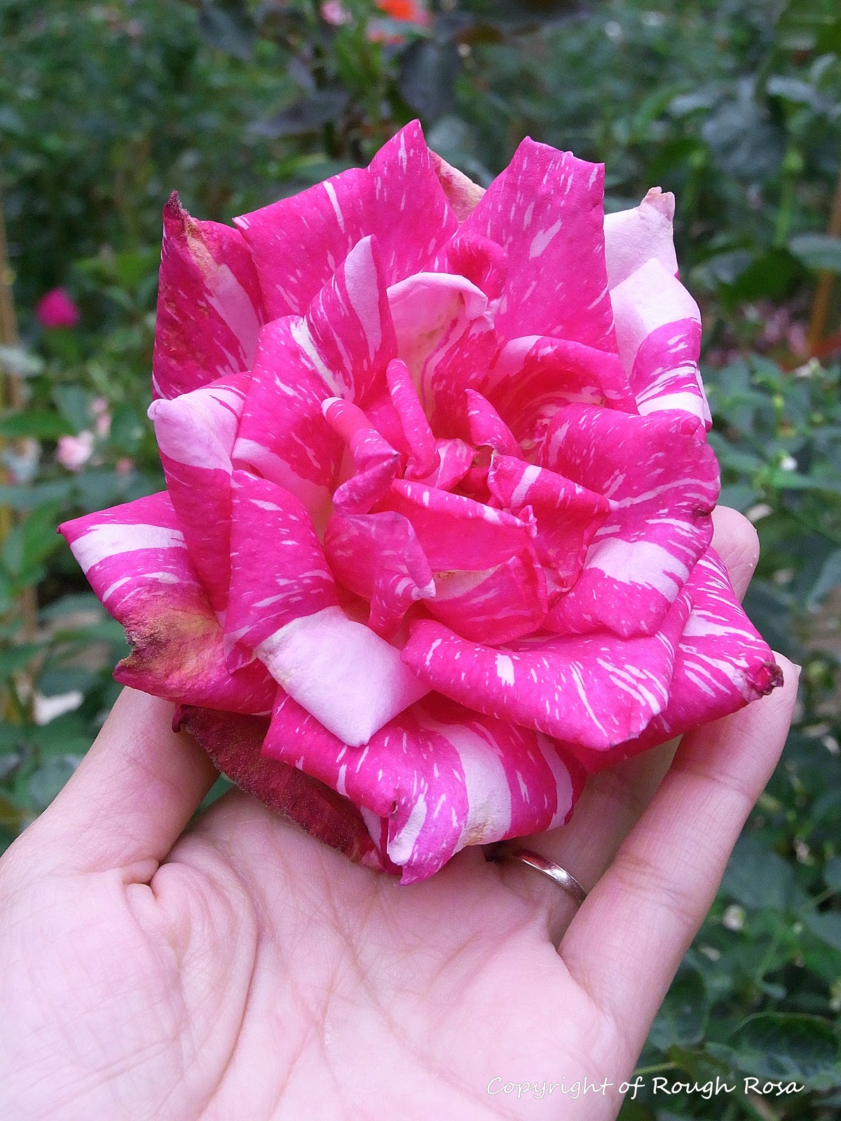 Rosa Sifu - Si Pencinta Bunga Mawar: Rose Valley at Cameron Highlands