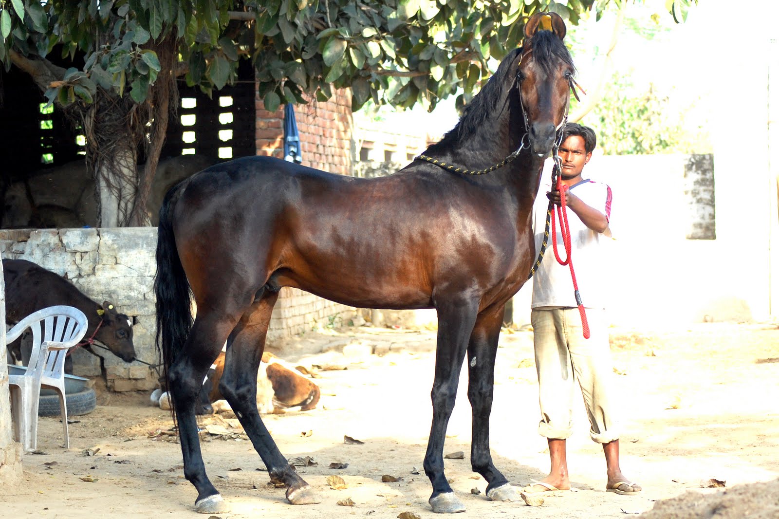 Marwari horse (indigenous horses of india)