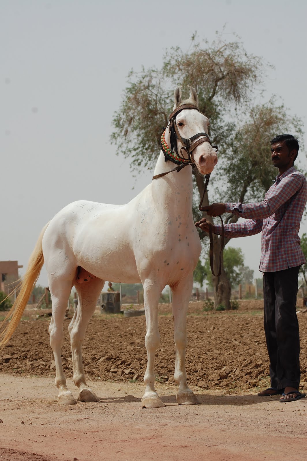Marwari horse (indigenous horses of india)