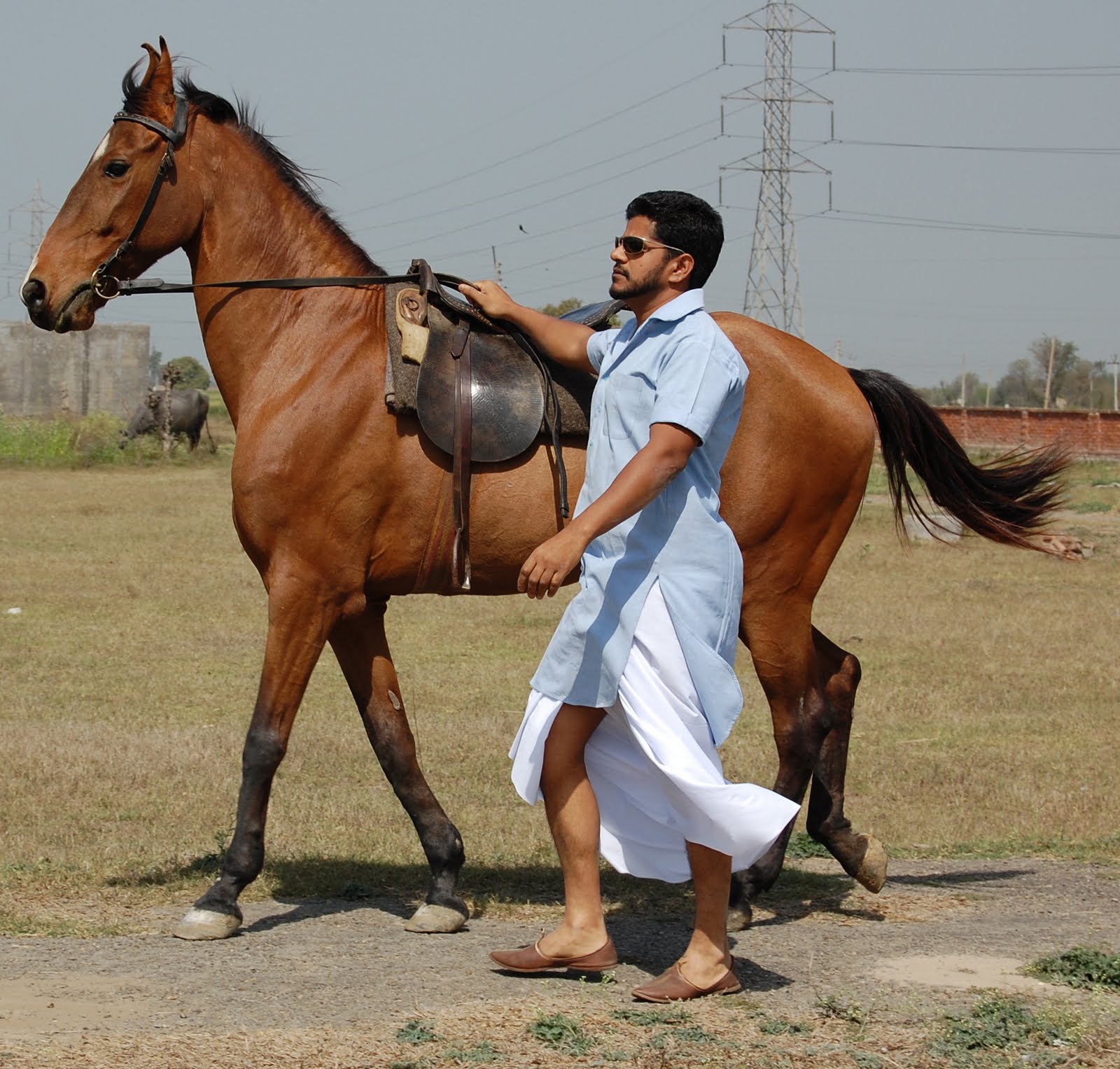 Marwari horse (indigenous horses of india)