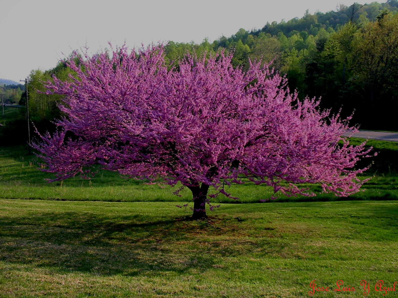 Imagenes De Arboles elHouz