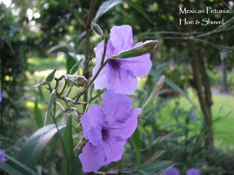 Hoe And Shovel Before After Mexican Petunia Check Out These Pages Too