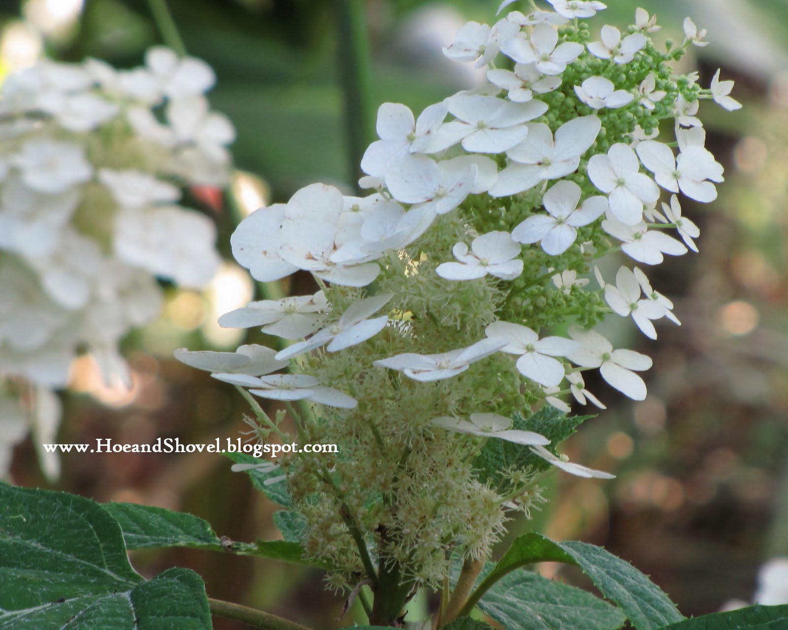 Mcentegart S Rv Escapades Oak Leaf Hydrangea Osmanthus Allen
