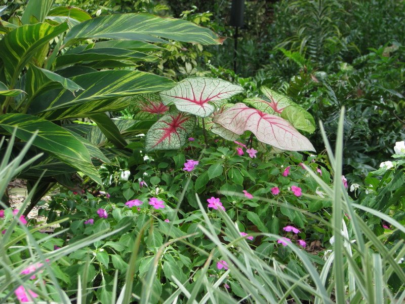 [Caladiums_Containers+007251_1.jpg]