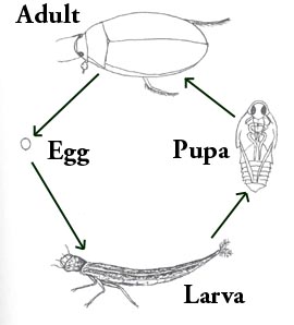 Becoming an Artist?: Metamorphosis Cycles bug growth diagram 