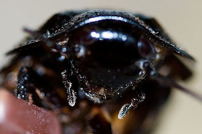 10 Most Diabolical Insects On Earth ~ Somethin Bizarre