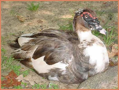 Strange Ugly Duck Pictures | Ugly Pets