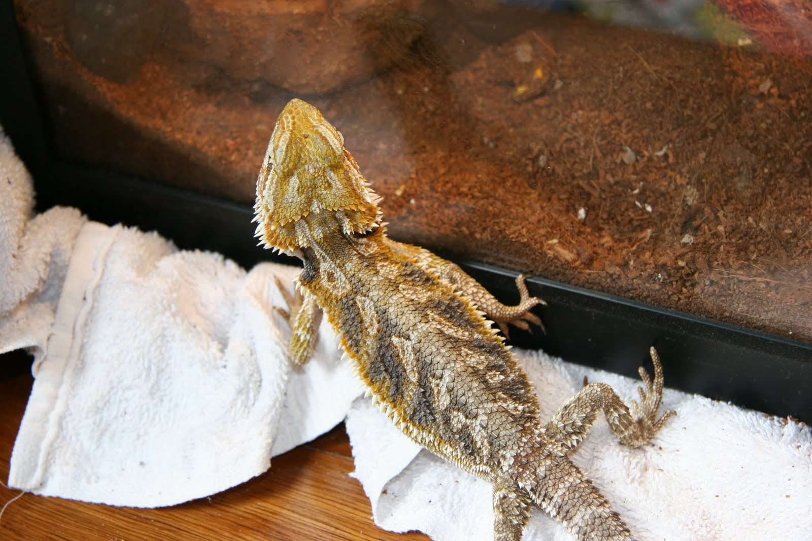 [bearded-dragon-for-sale-in-florida-1]