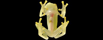 [frog+transparent.bmp]