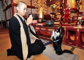 [praying+pup+Japan.jpg]
