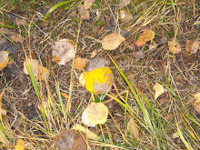 Ospeblader på fjellet, høsten 2008