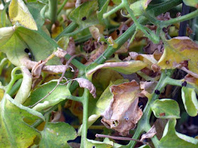 Rooftop Vegetable Garden Pest
