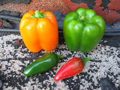 Bushwick Rooftop Vegetable Garden Peppers