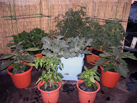 Rooftop Container Vegetable Garden