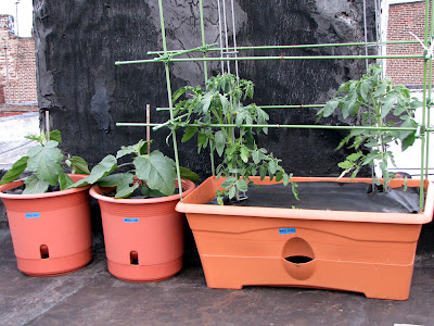 Bushwick Rooftop Container Gardening Vegetables