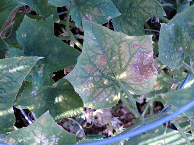 Bushwick Rooftop Container Garden Vegetable Pest