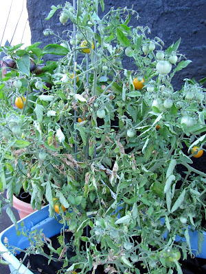 Bushwick Rooftop Container Gardening Vegetables