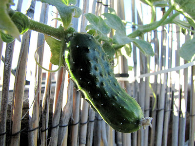 Rooftop Garden Cucumber