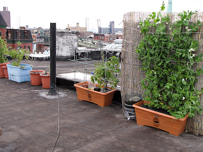 Bushwick Rooftop Container Vegetable Garden