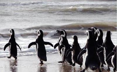 Pinguinos Cabo Virgenes