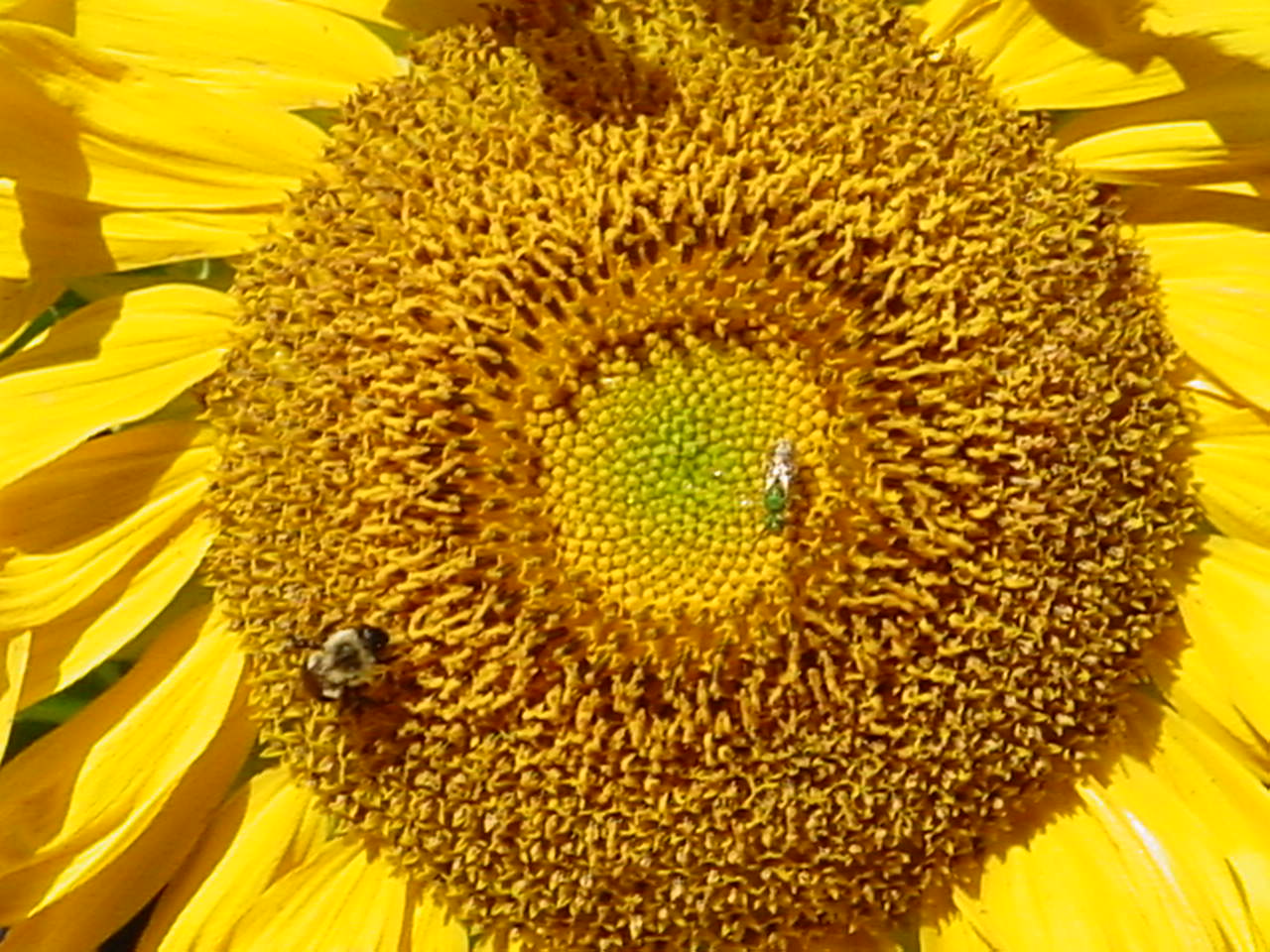 How to Grow Sunflowers in Your Backyard