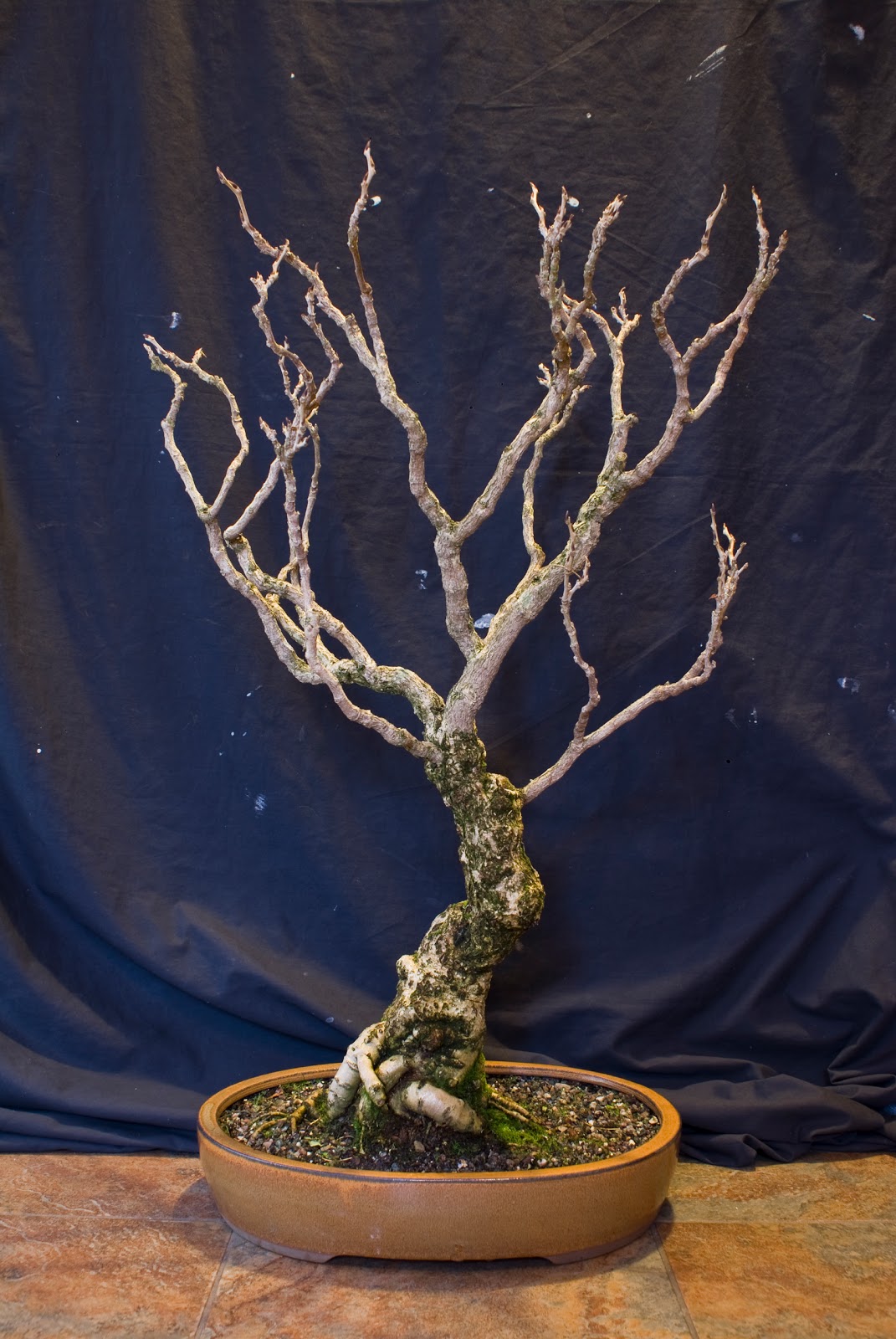 Beginning Bonsai Bonsai Club Auction