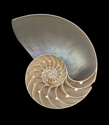 [Nautilus+shell+scanner+350.jpg]