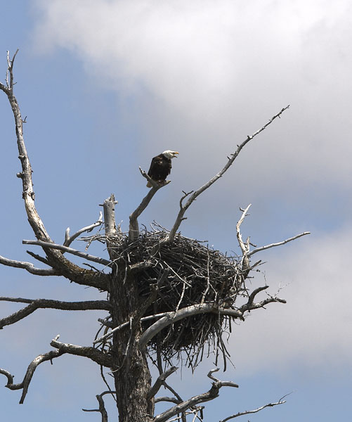 [Bald+Eagle+nest.jpg]