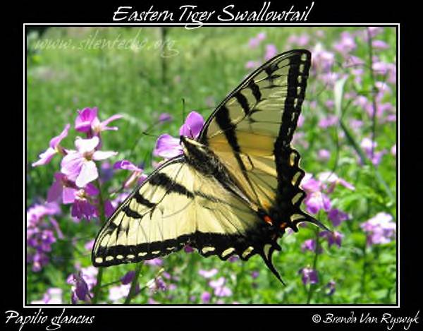 [EasternTigerSwallowtail-PapilioGlaucus-04Jun12-2FRAMED.jpg]
