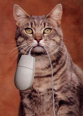 [cat-and-mouse2.jpg]
