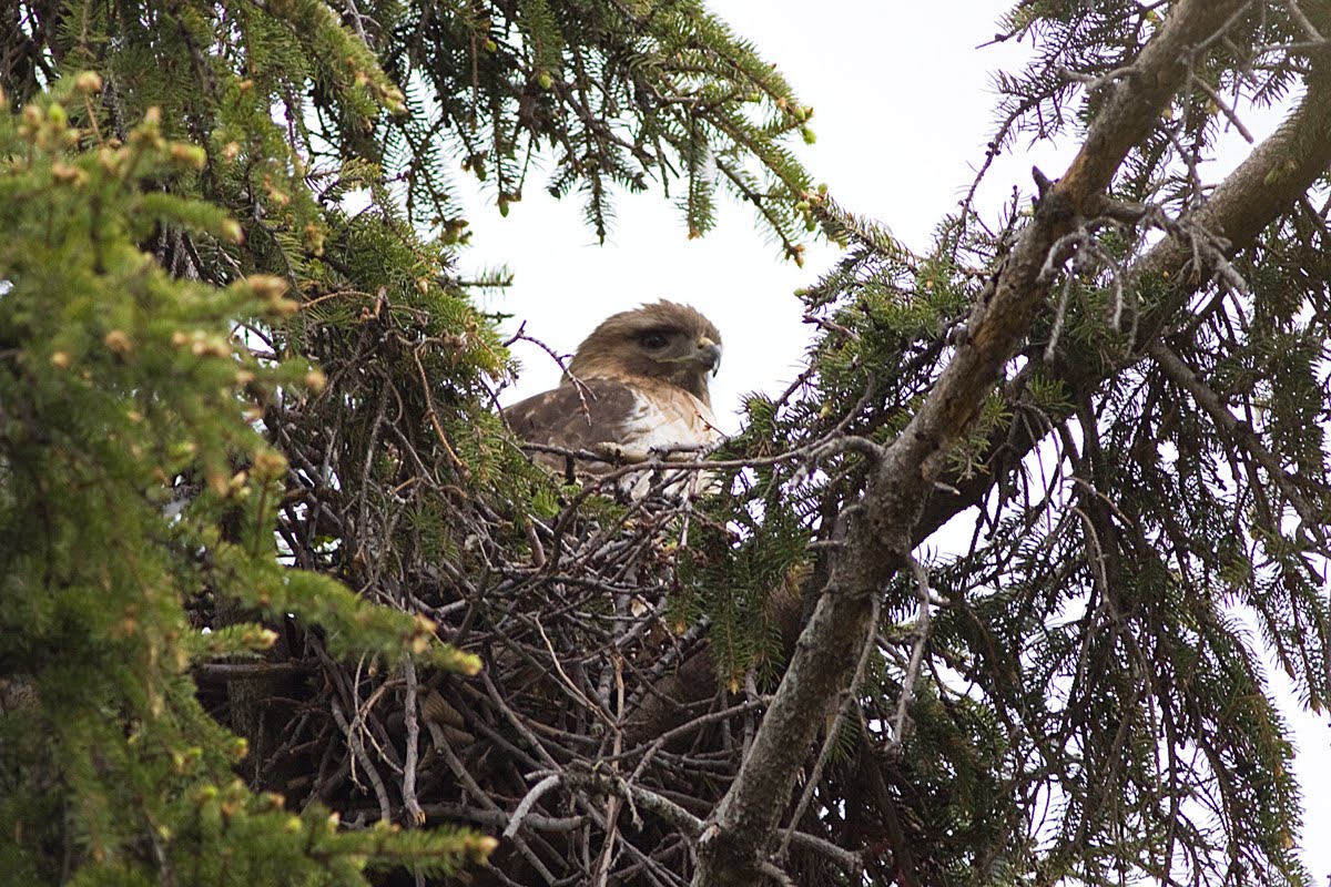 RedTailed Hawk Nest 20092017 Female Red Tailed hawk in nest May 1, 2010