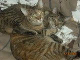[2010Kittens.jpg]