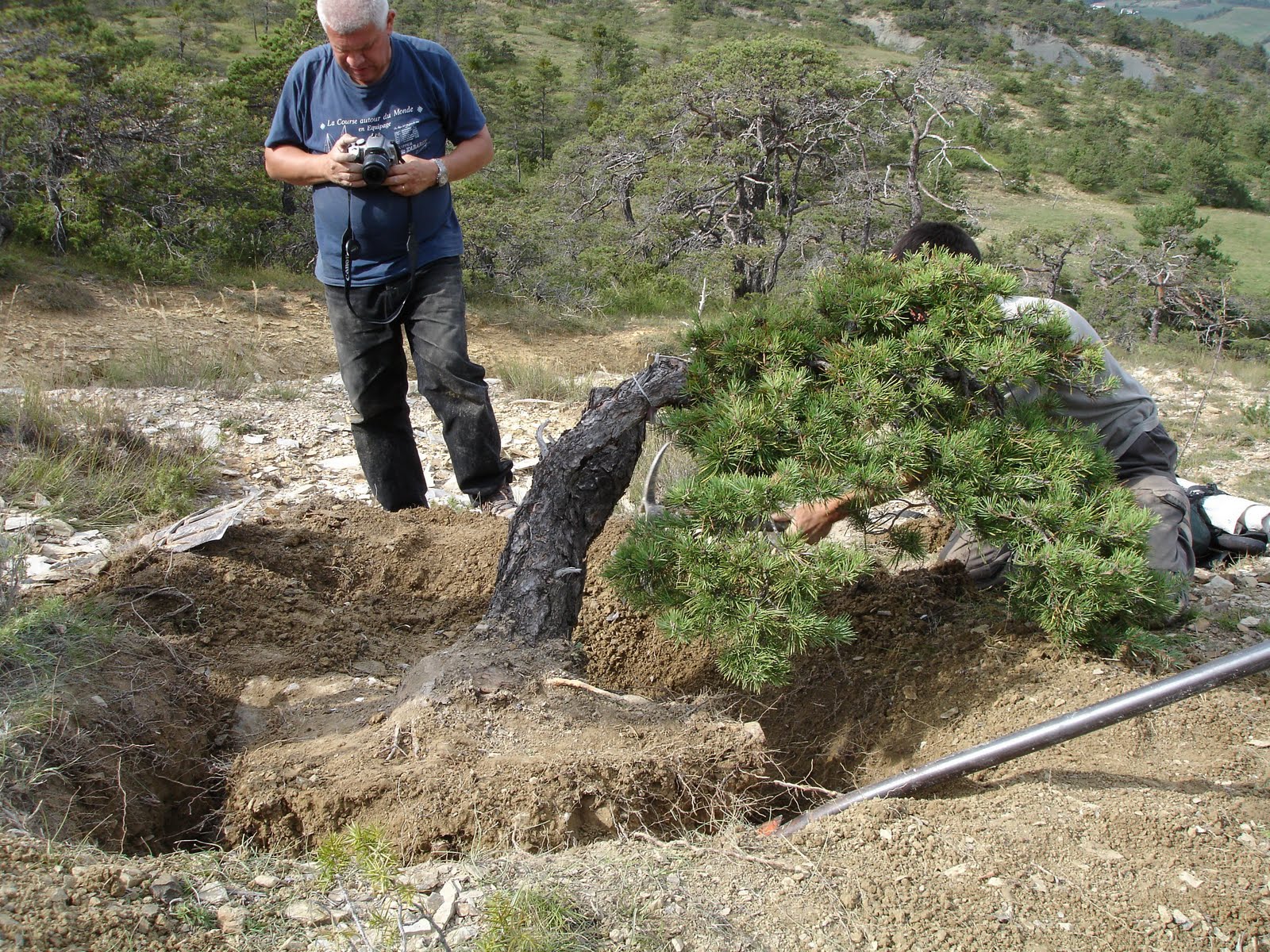 Evasion Bonsai images de yamadori