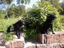 Amadeus & Överste Löjtnant