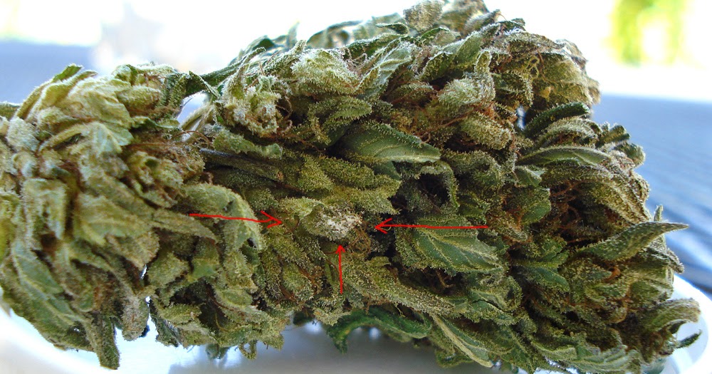 How to tell if you're smoking moldy weed, and what to do about it