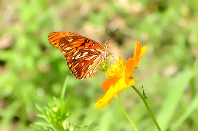 As lentes do JÁ É NOTÍCIA captaram uma linda borboleta, em um jardim na Vila Samaúma