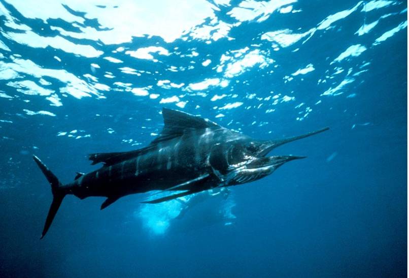 Thesaurus Fastest Things In the World 2010