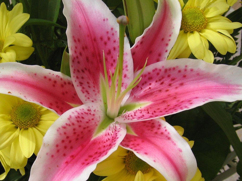 Lily flowers | Business ez